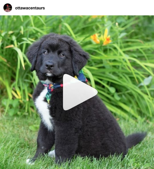 Instagram video by @ottawacentaurs of a black Labranese puppy